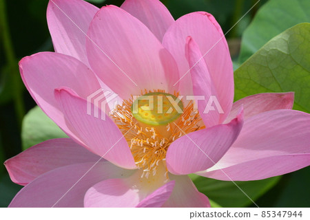 古蓮花沒佐藤 古蓮花沒佐藤 85347944