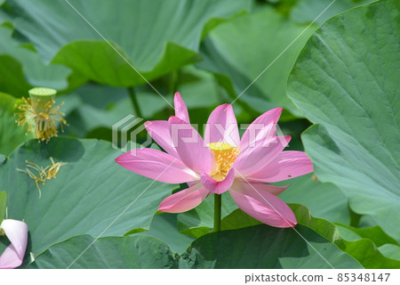 Ancient lotus no Sato 85348147