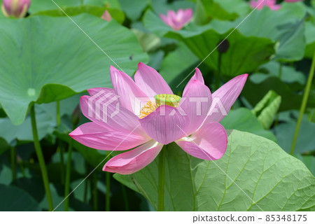 Ancient lotus no Sato 85348175