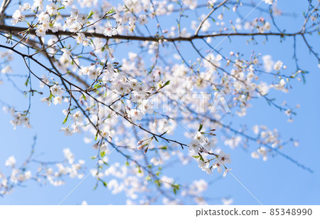 櫻花春天藍天 85348990