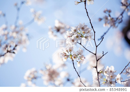 櫻花春天藍天 85348991