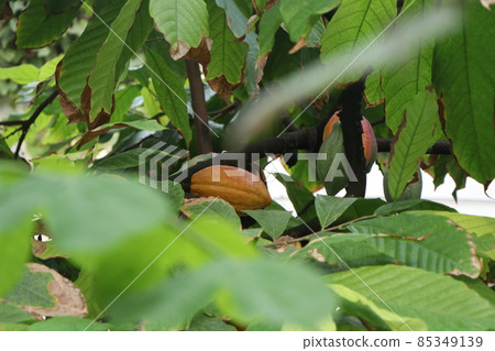 Red and green cocoa beans on a cacao tree Red and green cocoa beans on a cacao tree 85349139
