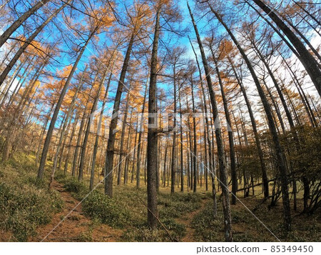 Kesamaru mountain forest and blue sky 85349450
