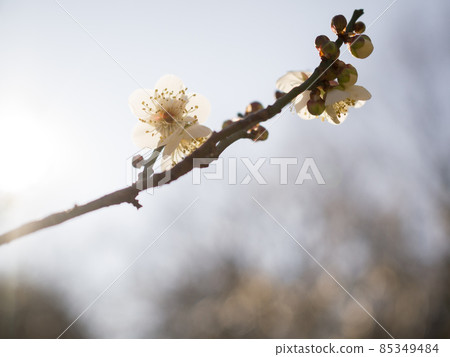 東京陣代植物園，早春盛開的白梅花世界[花草] 85349484