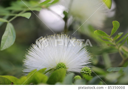 White calliandra flowers White calliandra flowers 85350008