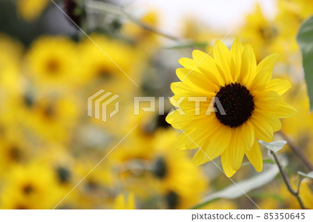 盛開的向日葵 85350645