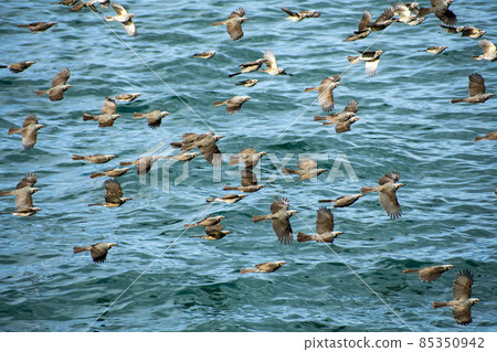 A flock of bulbuls flying near the surface of the sea 85350942