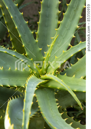 Kidachiaroe 85350959