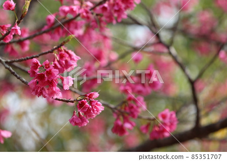 Dark pink Taiwan cherry tree 85351707