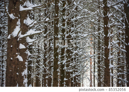 Snow covered branch. Beautiful winter landscape with snow covered trees. 85352056