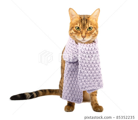 Bengal cat with a scarf around his neck on a white background. Bengal cat with a scarf around his neck on a white background. 85352235