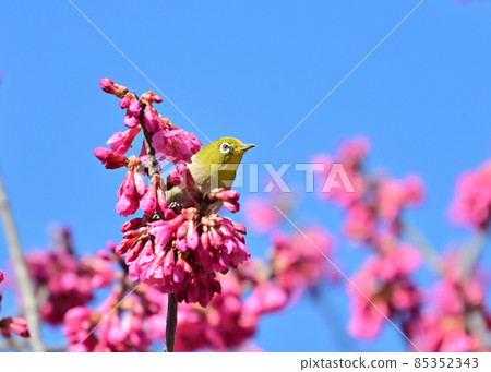 White-eye that stops at the scarlet cherry blossoms under the blue sky in early spring and sucks nectar White-eye that stops at the scarlet cherry blossoms under the blue sky in early spring and sucks nectar 85352343