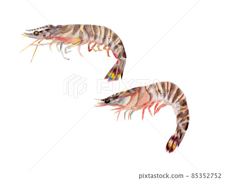 Hand-painted watercolor painting of prawns 85352752