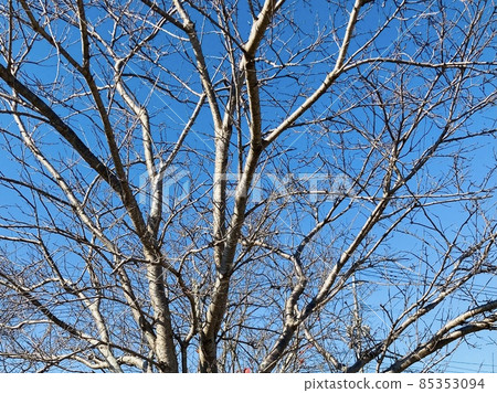 冬天的風景,枯樹,枯枝,好天氣,冬天的天空,美麗的天空,藍天 冬天的風景,枯樹,枯枝,好天氣,冬天的天空,美麗的天空,藍天 85353094