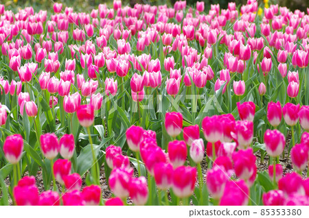 Pink tulip Pink tulip 85353380