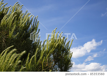 Pine branches against the blue sky. Evergreen coniferous landscape garden. 85353560