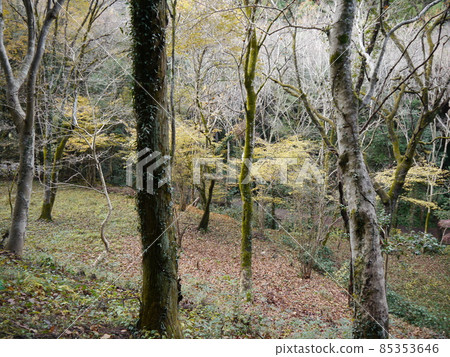 Hachioji Castle (100 Fine Castles of Japan) Hachioji Castle (100 Fine Castles of Japan) 85353646