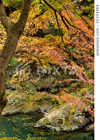 Autumn holidays in Okutama, the stunning autumn colors that can be seen in Tokyo 85354464