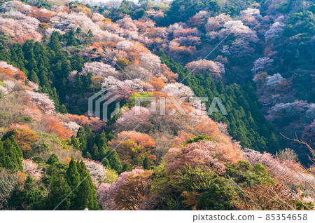 Winter cherry tree of Temple 85354658