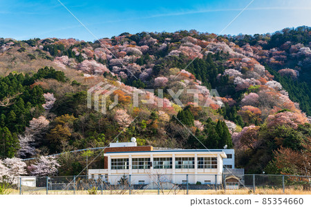 冬天櫻花樹的寺廟 冬天櫻花樹的寺廟 85354660