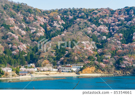 冬天櫻花樹的寺廟 冬天櫻花樹的寺廟 85354661