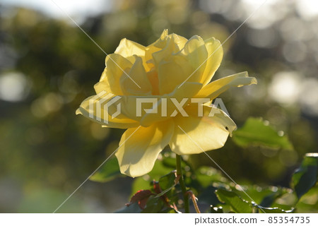 關閉美麗地開花往天空的黃玫瑰 關閉美麗地開花往天空的黃玫瑰 85354735