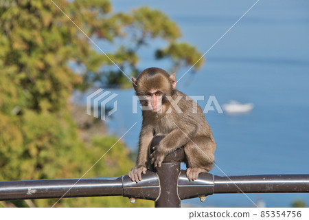 Takasakiyama monkey Takasakiyama monkey 85354756