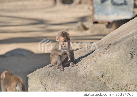 Takasakiyama monkey Takasakiyama monkey 85354765