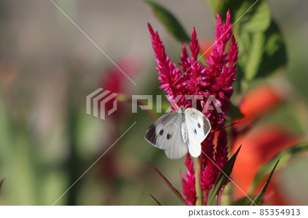 Celosia and cabbage white butterfly Celosia and cabbage white butterfly 85354913