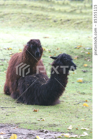 Alpaca (Lama pacos) Alpaca (Lama pacos) 85355115