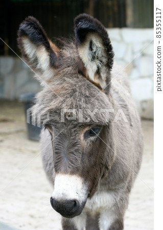 Donkey Donkey 85355117
