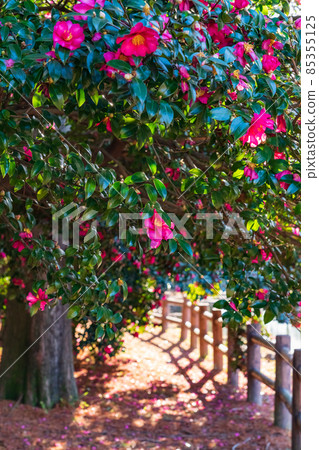 莊內綠地公園，盛開的茶梅<愛知縣名古屋市> 85355125