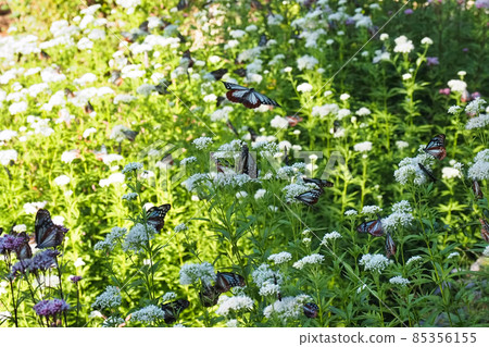 Chestnut tiger on Mt. Maya 85356155