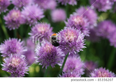 Chives purple flowers attract bumblebees - Allium schoenoprasum blooming in summer 85356207