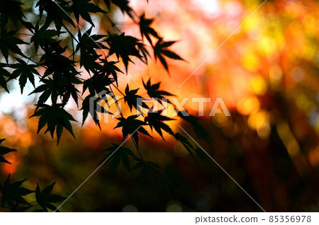 在秋葉的季節閃耀的楓樹的影子 85356978