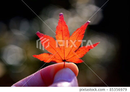 Fallen leaves that signal the end of autumn Fallen leaves that signal the end of autumn 85356979