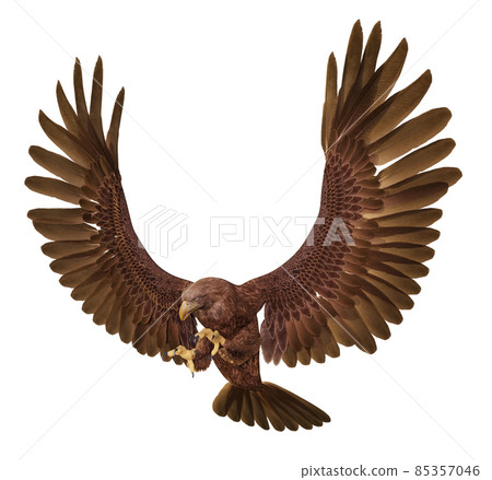 Golden eagle isolated on white background 85357046