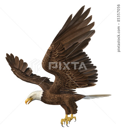 Sea eagle isolated on white background Sea eagle isolated on white background 85357056