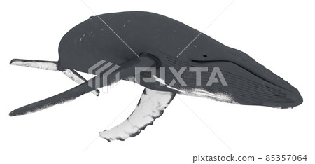 Humpback whale isolated on white background 85357064