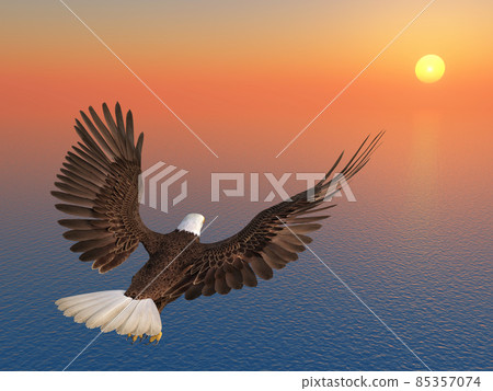 Sea eagle at sunset Sea eagle at sunset 85357074