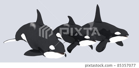 Three killer whales isolated on white background 85357077