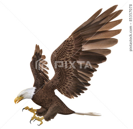 Sea eagle isolated on white background 85357078