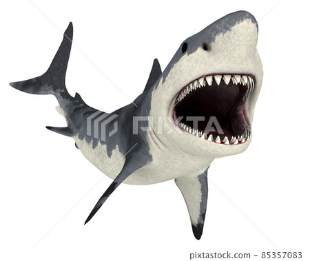 Great white shark isolated on white background 85357083