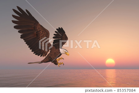 Sea eagle at sunset 85357084