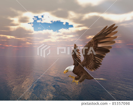 Sea eagle over the sea 85357098