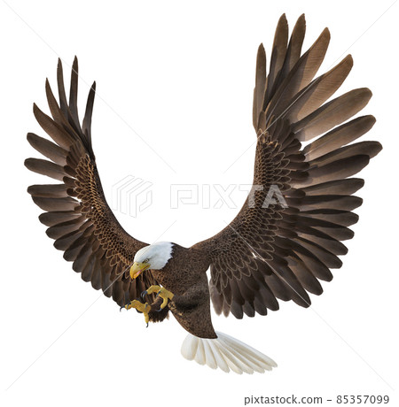 Sea eagle isolated on white background 85357099