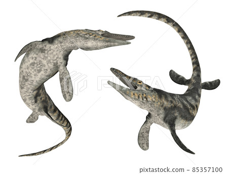 Mosasaur Tylosaurus isolated on white background 85357100