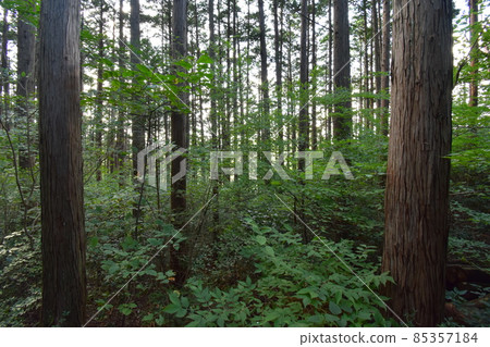 It is Aoba no Mori Ryokuchi in Aobayama, a natural monument of Sendai City. It is Aoba no Mori Ryokuchi in Aobayama, a natural monument of Sendai City. 85357184