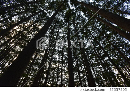 It is Aoba no Mori Ryokuchi in Aobayama, a natural monument of Sendai City. It is Aoba no Mori Ryokuchi in Aobayama, a natural monument of Sendai City. 85357205