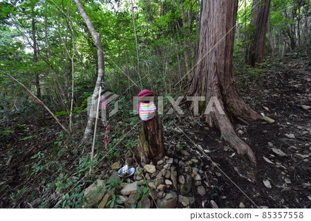 It is Aoba no Mori Ryokuchi in Aobayama, a natural monument in Sendai City, Miyagi Prefecture. 85357558